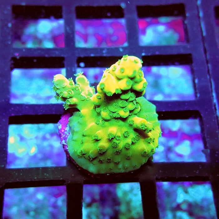 Acro Frag Aquaculture