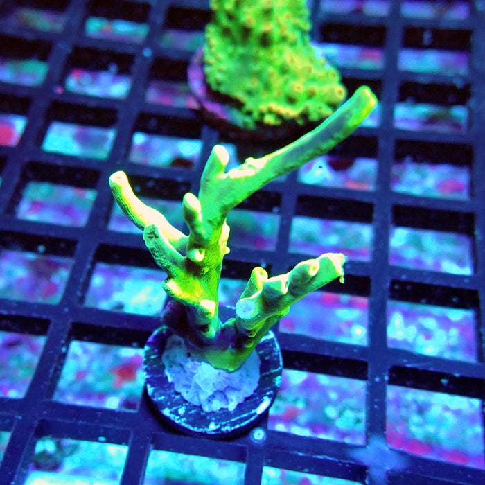 Acro Frag Aquaculture