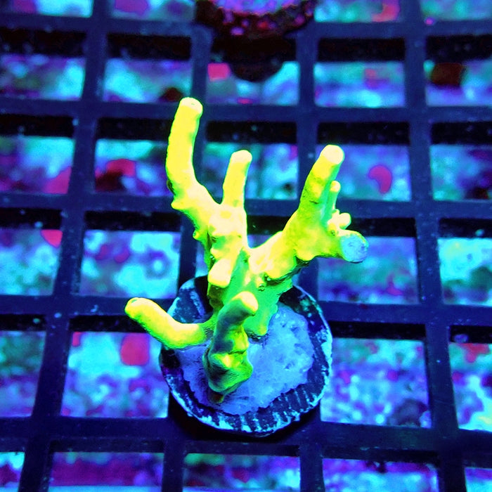 Acro Frag Aquaculture