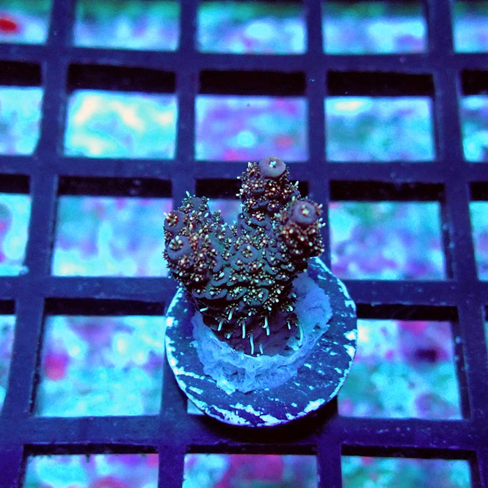 Millepora Premium Bright Tricolor Acro