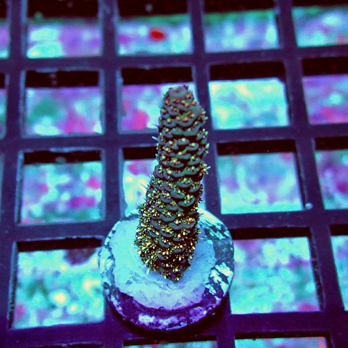 Millepora Premium Bright Tricolor Acro