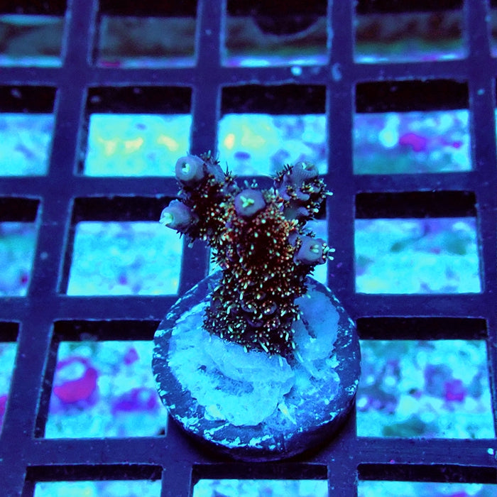 Millepora Premium Bright Tricolor Acro