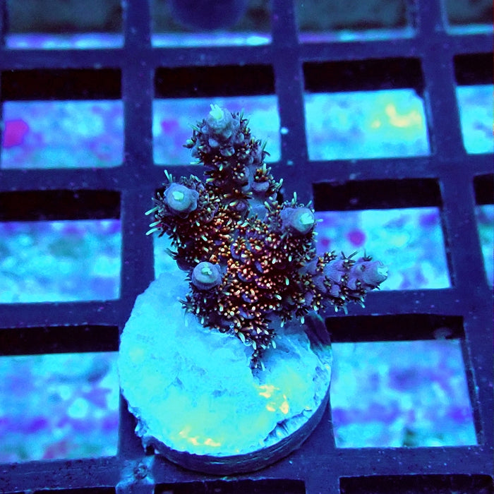 Millepora Premium Bright Tricolor Acro