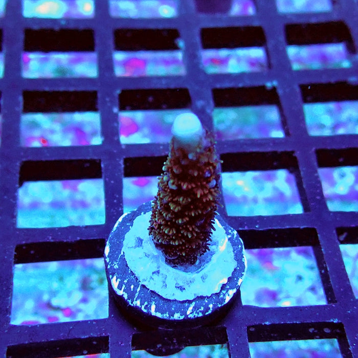 REx Vibrant Fuzzy Sheen Acro