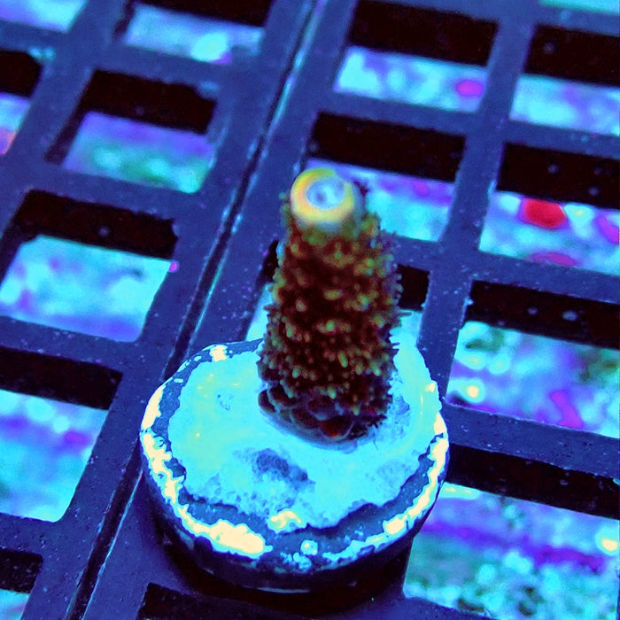 REx Vibrant Fuzzy Sheen Acro