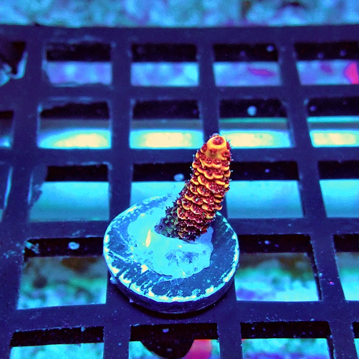 REx Pink Purple Rainbow Mille Acro