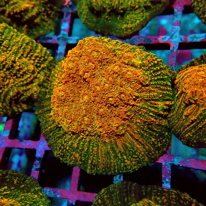 WWC Stellaria Chalice