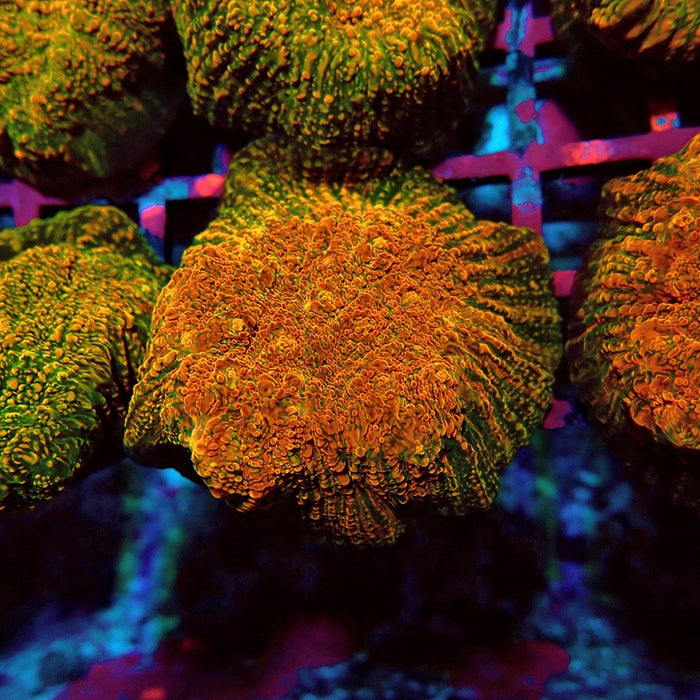 WWC Stellaria Chalice