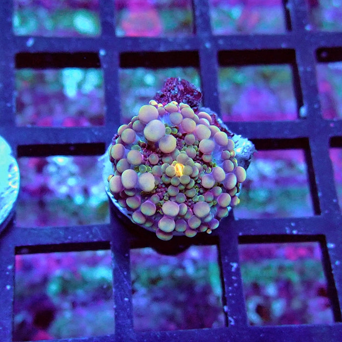 Ricordea Yuma Tricolor Ultra