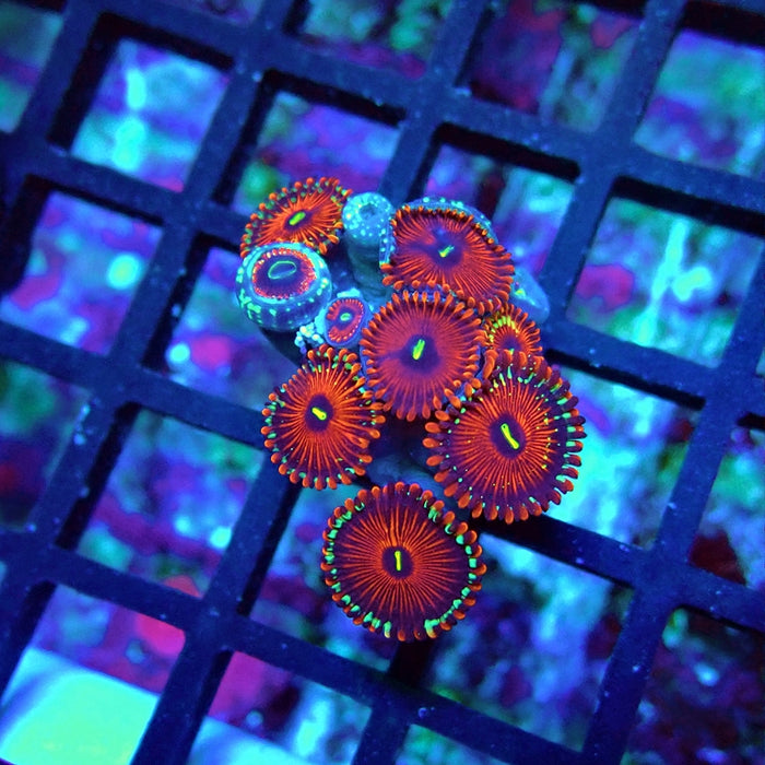 Ultra Zoas Frag