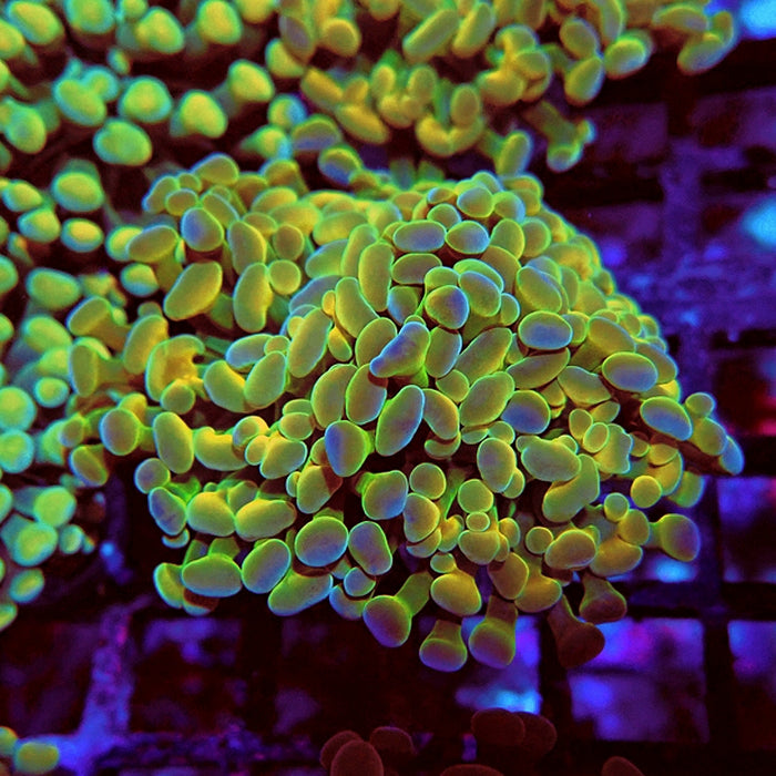 Euphyllia Gold Hologram