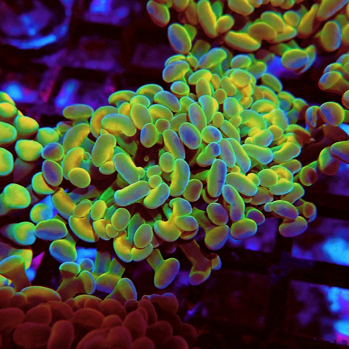 Euphyllia Gold Hologram