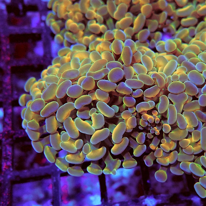 Euphyllia Gold Hologram