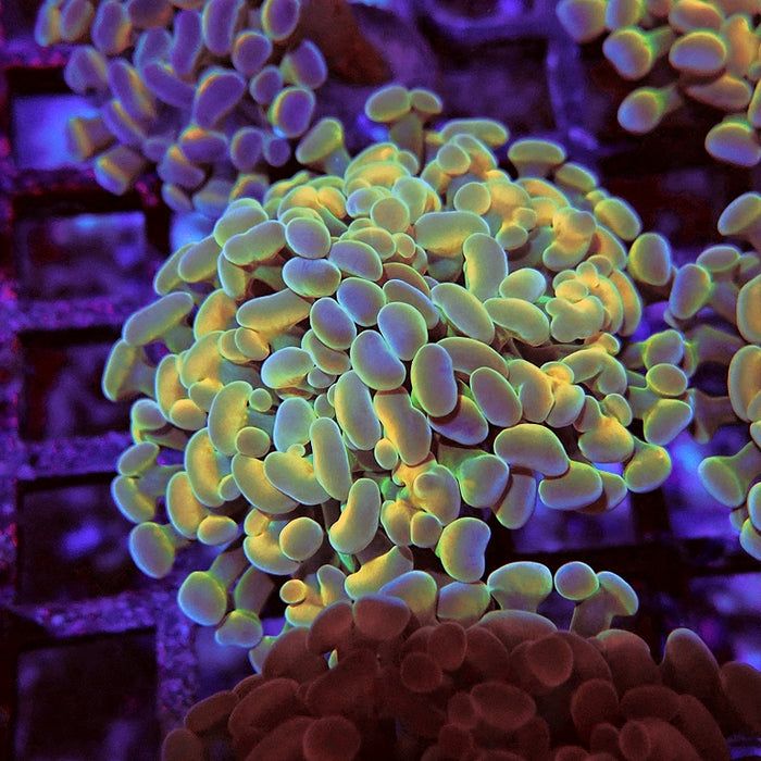 Euphyllia Gold Hologram