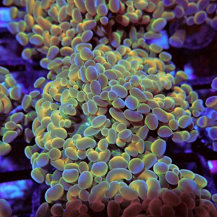 Euphyllia Gold Hologram