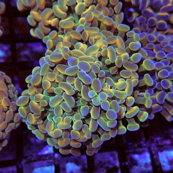 Euphyllia Gold Hologram