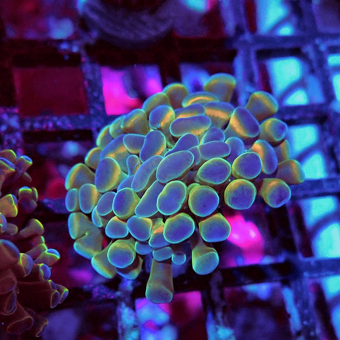 Euphyllia Hologram Hammer Branch