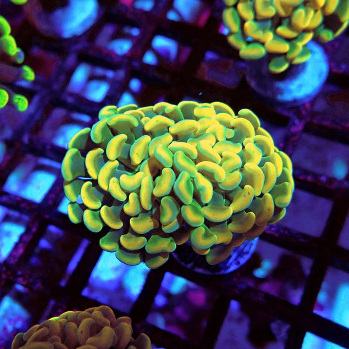 Euphyllia Yellow Branch Hammer