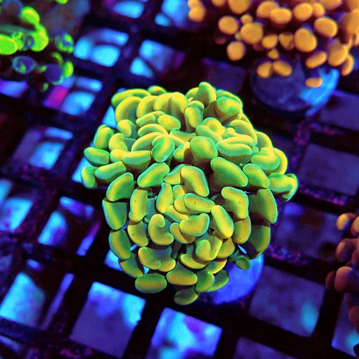 Euphyllia Yellow Branch Hammer