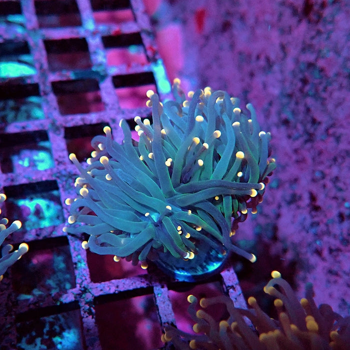 Euphyllia Pink Tips Torch