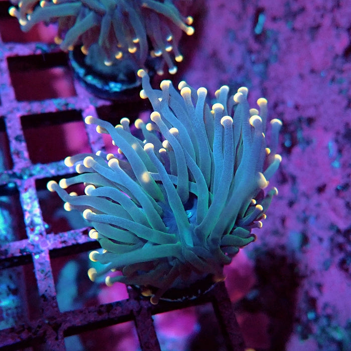 Euphyllia Pink Tips Torch