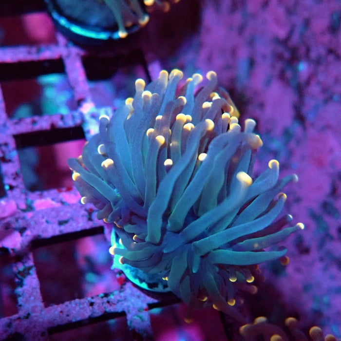 Euphyllia Pink Tips Torch