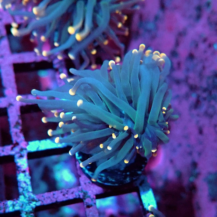 Euphyllia Pink Tips Torch