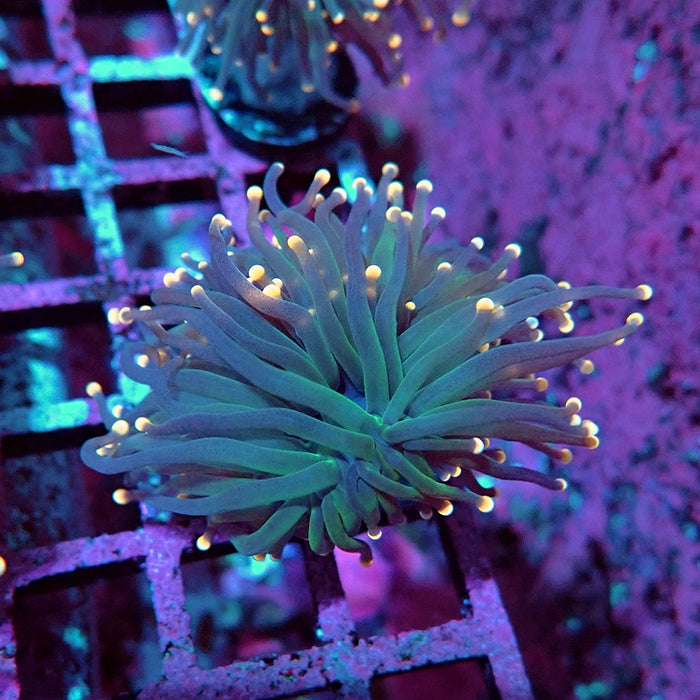 Euphyllia Pink Tips Torch