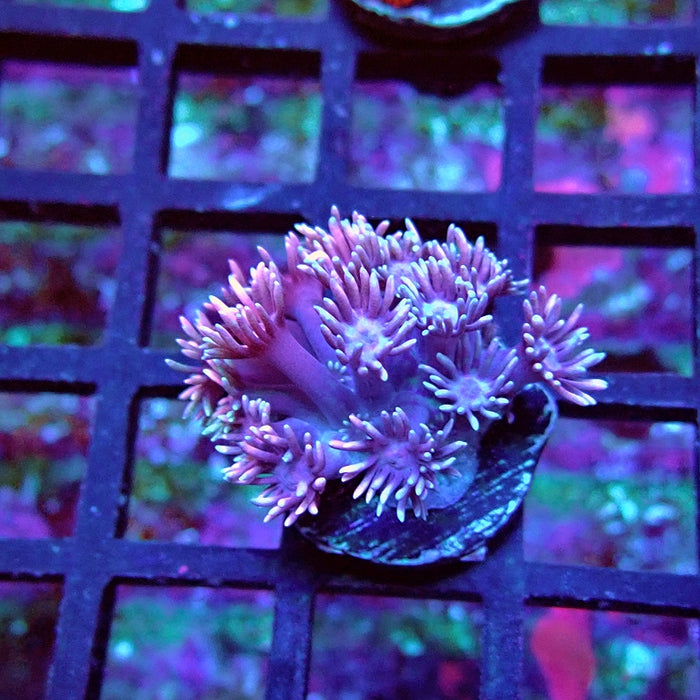 Goniopora Pink