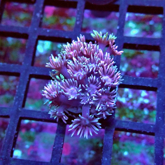 Goniopora Pink