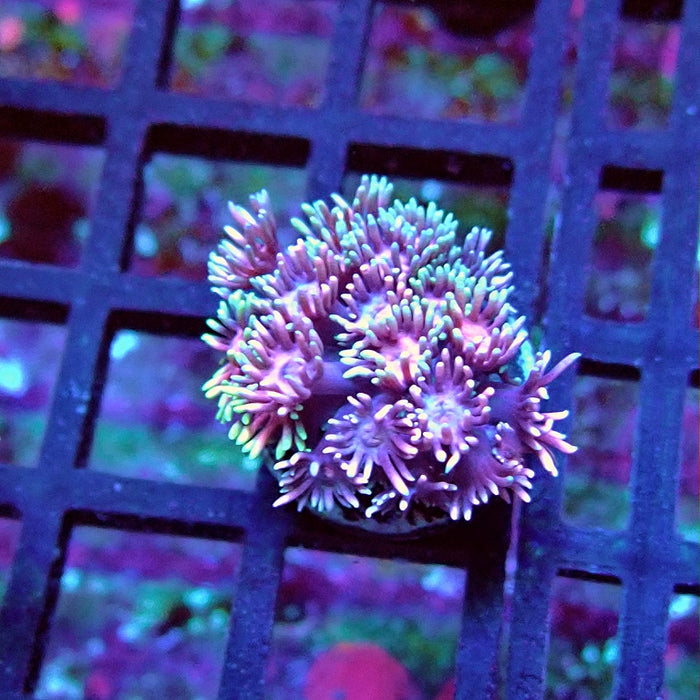 Goniopora Pink