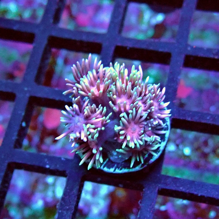 Goniopora Pink