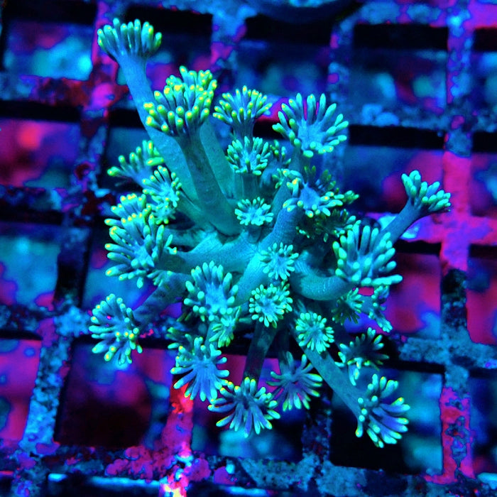 Goniopora Green Yellow Tentacles