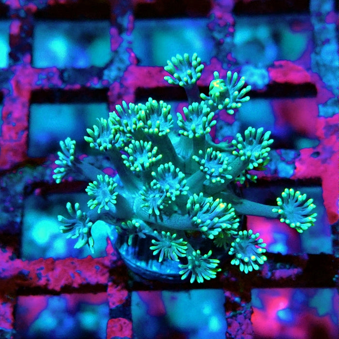 Goniopora Green Yellow Tentacles