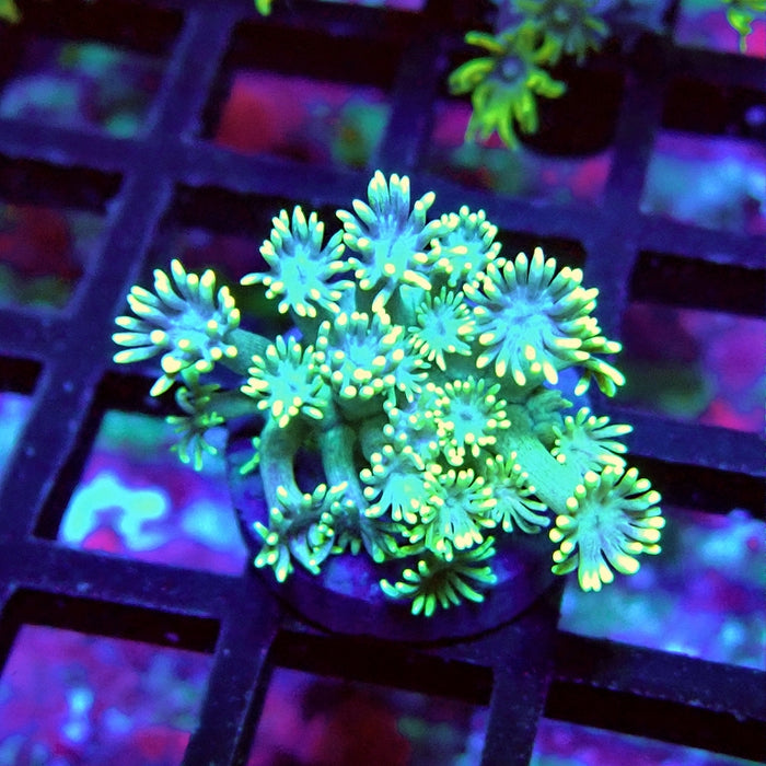 Goniopora Green Yellow Tentacles