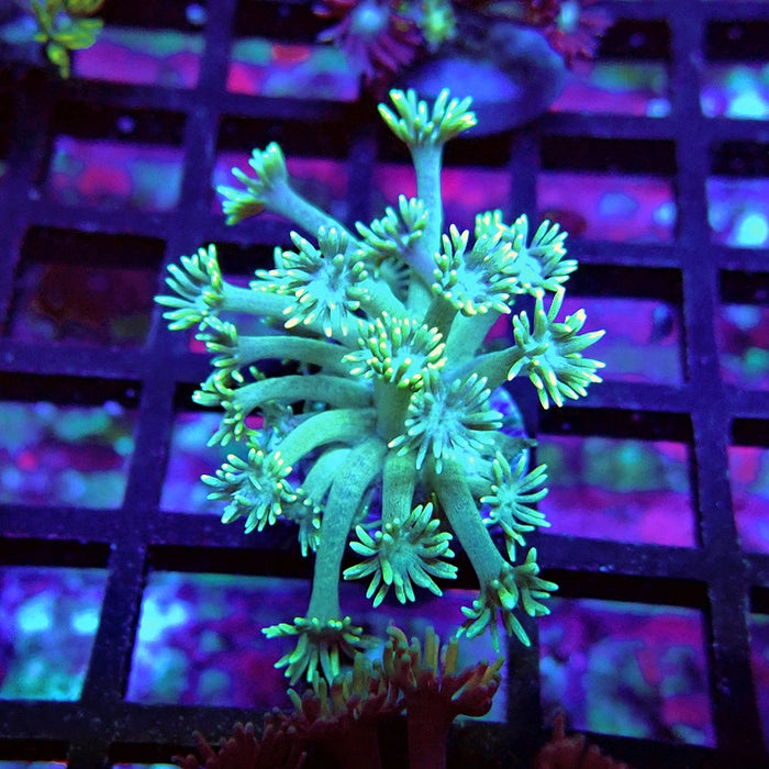 Goniopora Green Yellow Tentacles