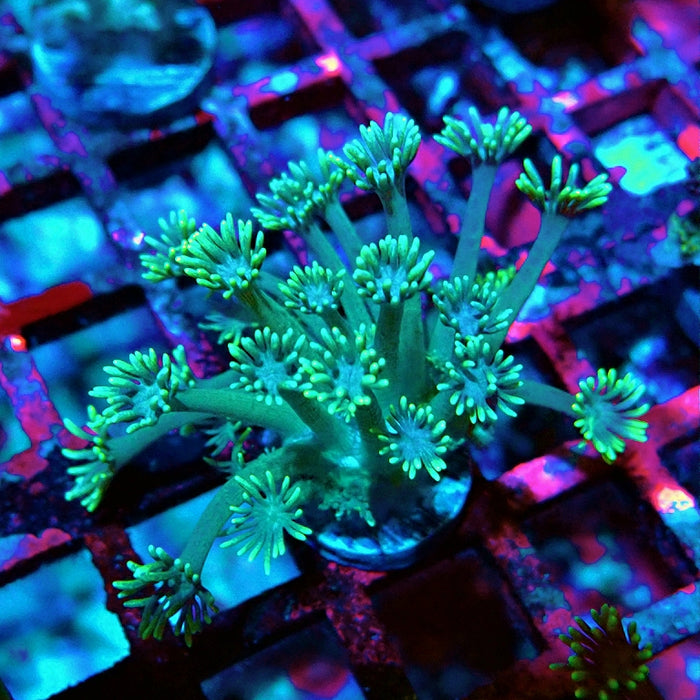 Goniopora Green Yellow Tentacles