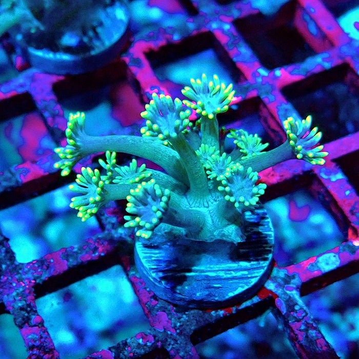 Goniopora Green Yellow Tentacles