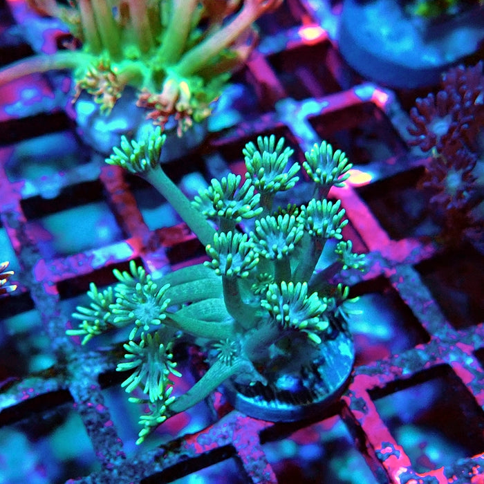 Goniopora Green Yellow Tentacles