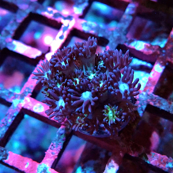 Goniopora Dark