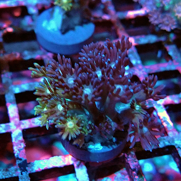 Goniopora Dark