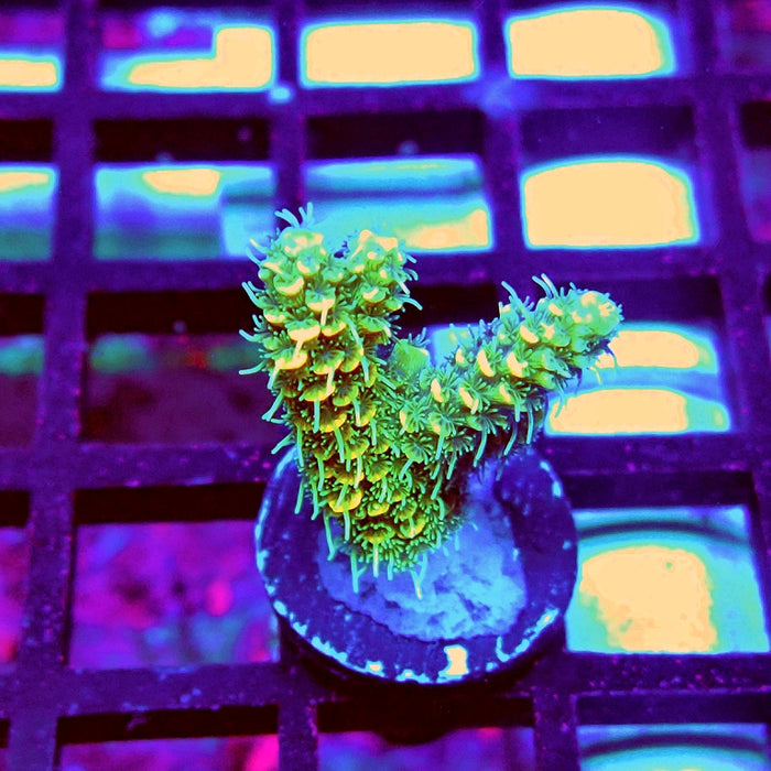 Bright Fuzzy Mille Acro