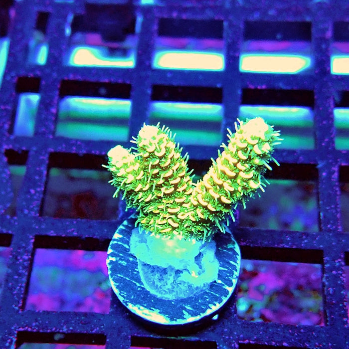 Bright Fuzzy Mille Acro