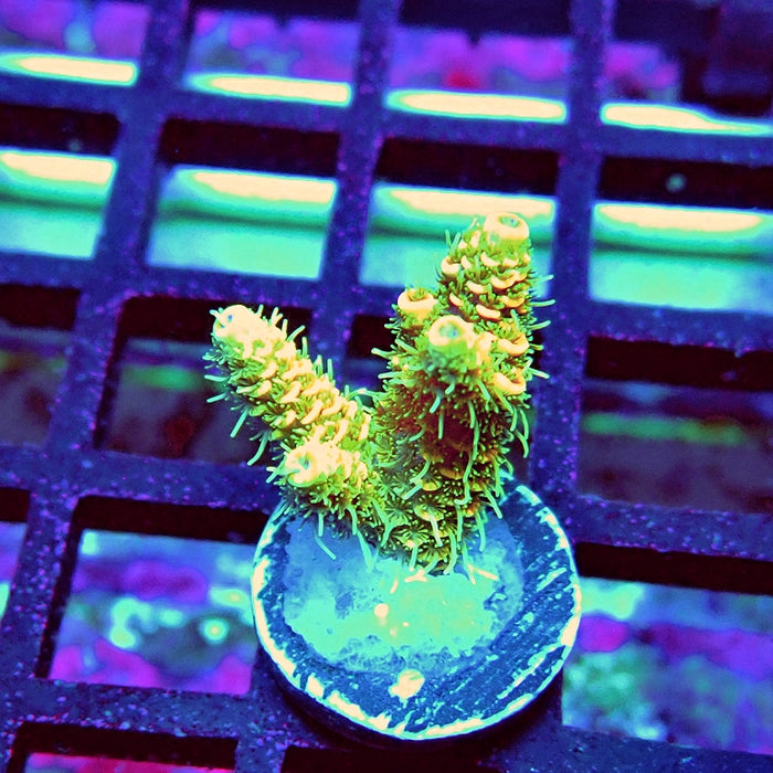 Bright Fuzzy Mille Acro