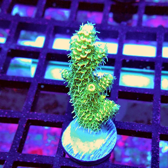 Bright Fuzzy Mille Acro