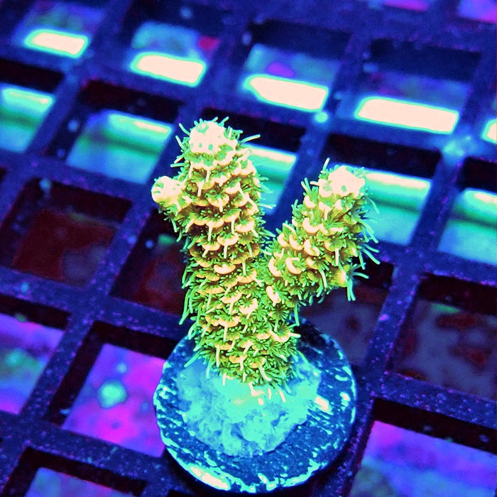 Bright Fuzzy Mille Acro