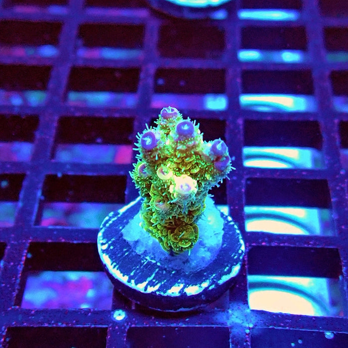 Bright Fuzzy Purple Tips Mille Acro