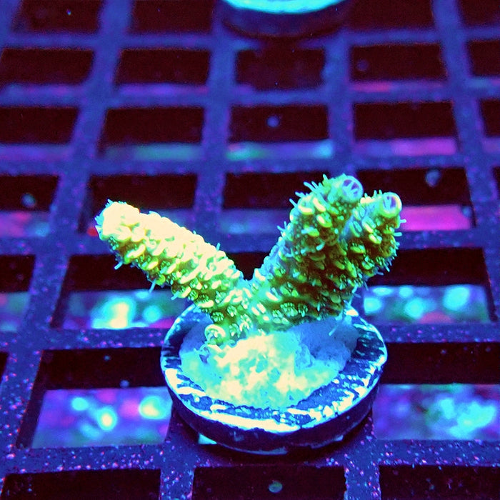 Bright Fuzzy Purple Tips Mille Acro