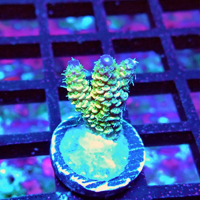 Bright Fuzzy Purple Tips Mille Acro