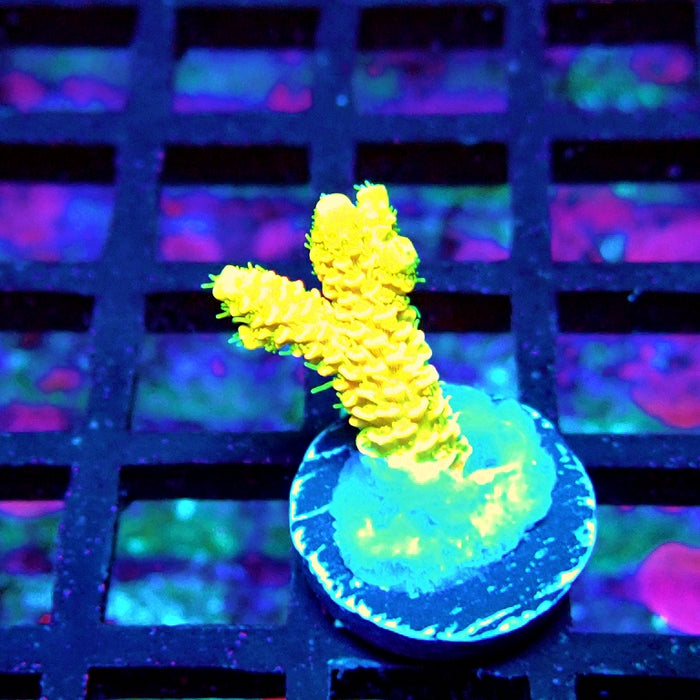 Bright Fuzzy Yellow Mille Acro